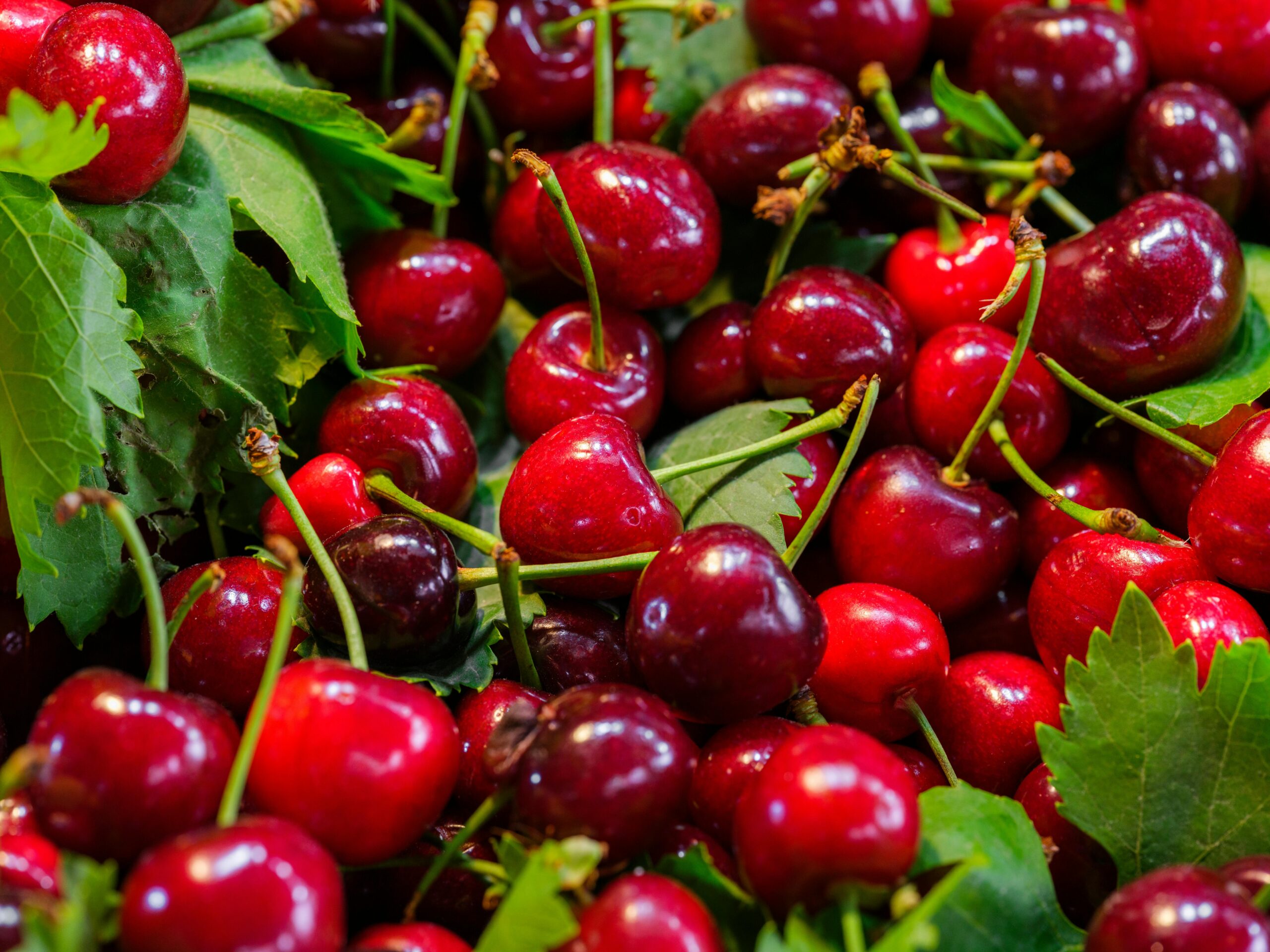 KARIKAR Live Cherry Fruit Plant Hybrid Grafted | Sweet Red Cherry Tree for Home Garden, Terrace & Balcony