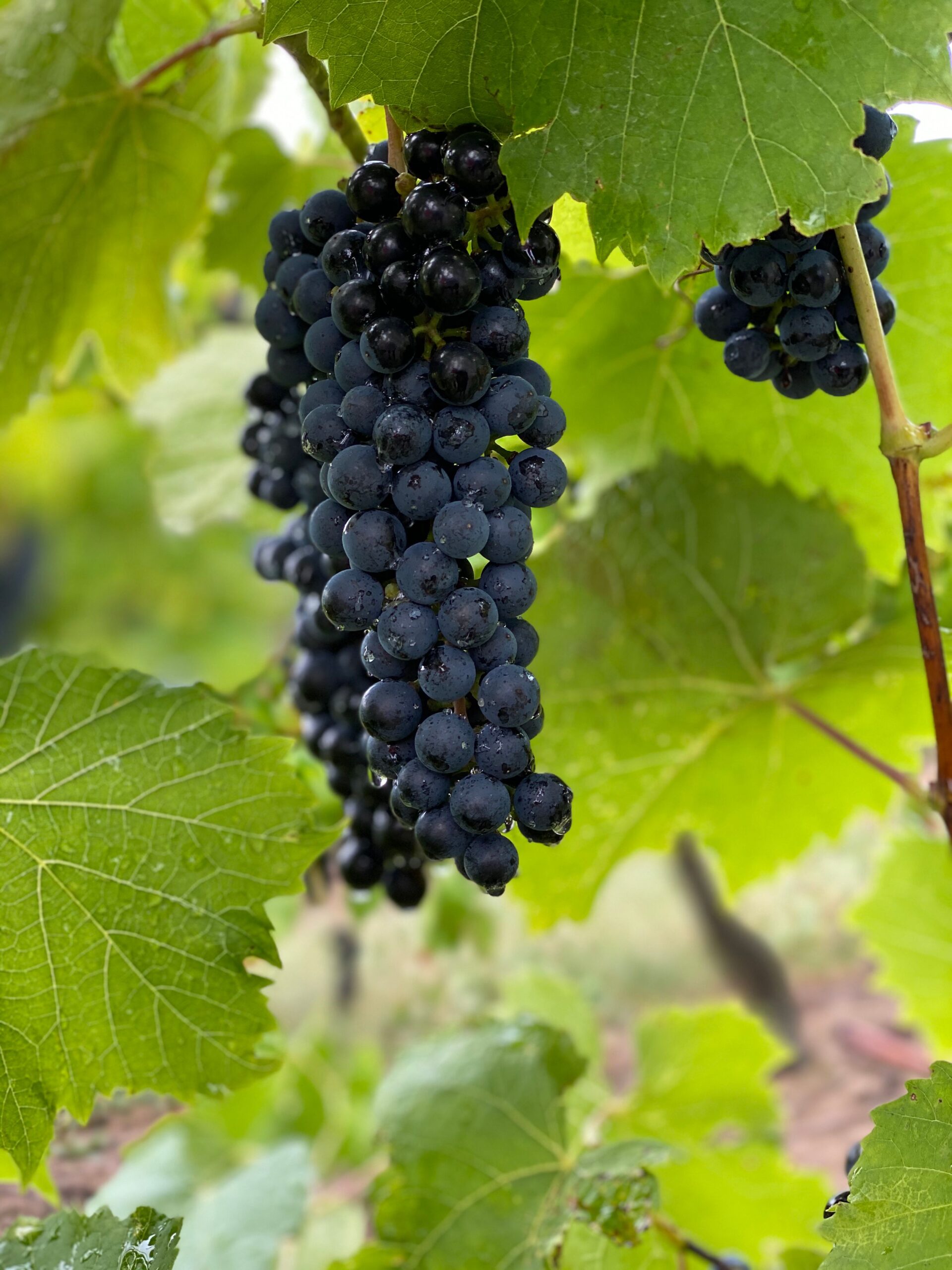 KARIKAR Seedless Sweet Grapes (Angoor) Black Hybrid Grafted Live Plant, Easy to Grow Fruit Plant