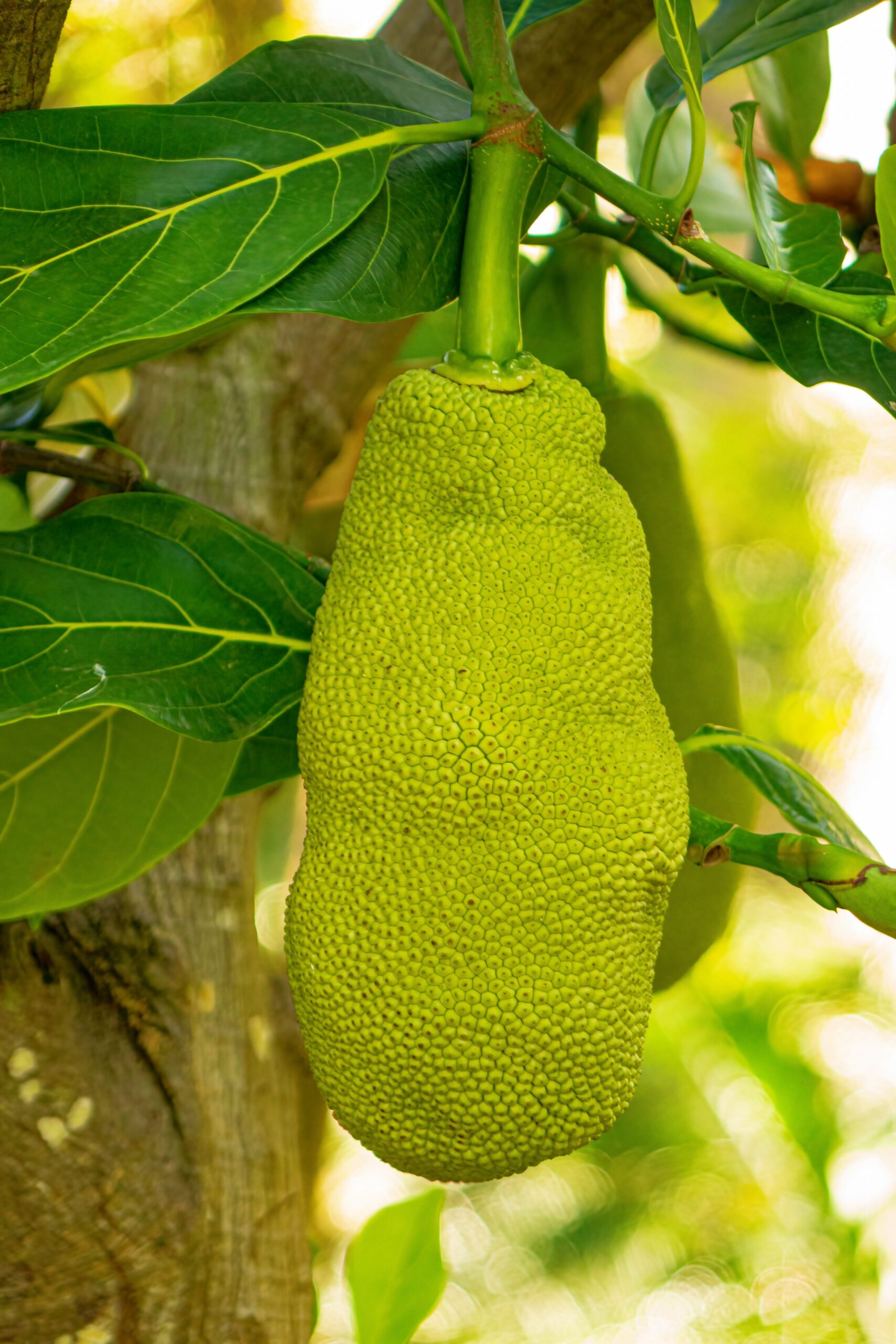 KARIKAR JACKFRUIT Live Plant, Fresh Tropical Fruit Tree Sapling for Home Garden and Outdoor Planting