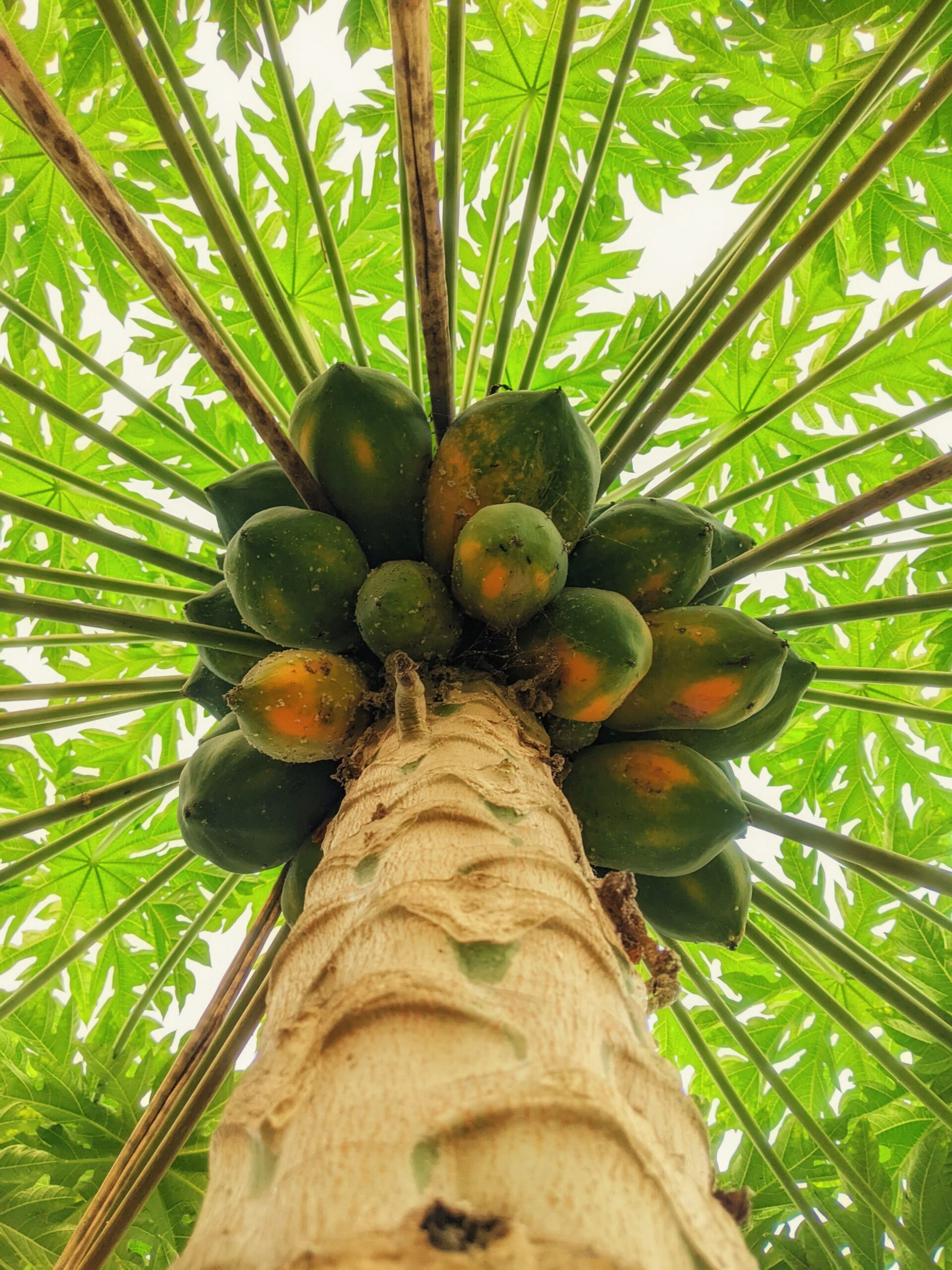 KARIKAR RED Papaya Live Plant, Tropical Fruit Tree, Papaya, Ideal for Home Garden