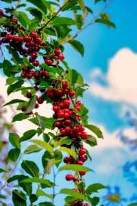 KARIKAR Live Cherry Fruit Plant Hybrid Grafted | Sweet Red Cherry Tree for Home Garden, Terrace & Balcony