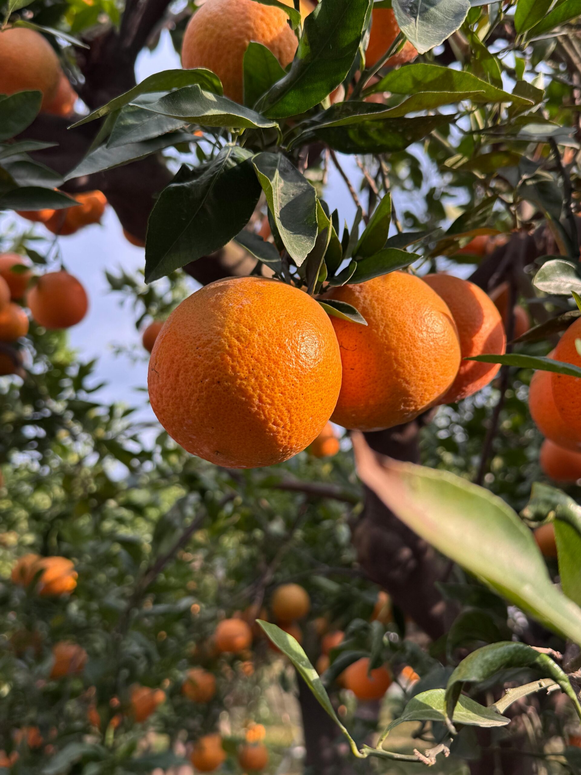 KARIKAR Nagpur Malta Orange Live Grafted Plant | Sweet Juicy Orange Tree for Home Garden, Balcony & Terrace Gardening