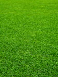 KARIKAR Lawn Grass Seeds, Mexican Variety, Lush Green Coverage for Garden, Terrace & Balcony (1KG)