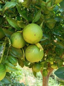 KARIKAR Nagpur Malta Orange Live Grafted Plant | Sweet Juicy Orange Tree for Home Garden, Balcony & Terrace Gardening