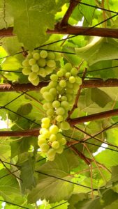 KARIKAR Seedless Sweet Grapes (Angoor) Green Hybrid Grafted Live Plant, Easy to Grow Fruit Plant