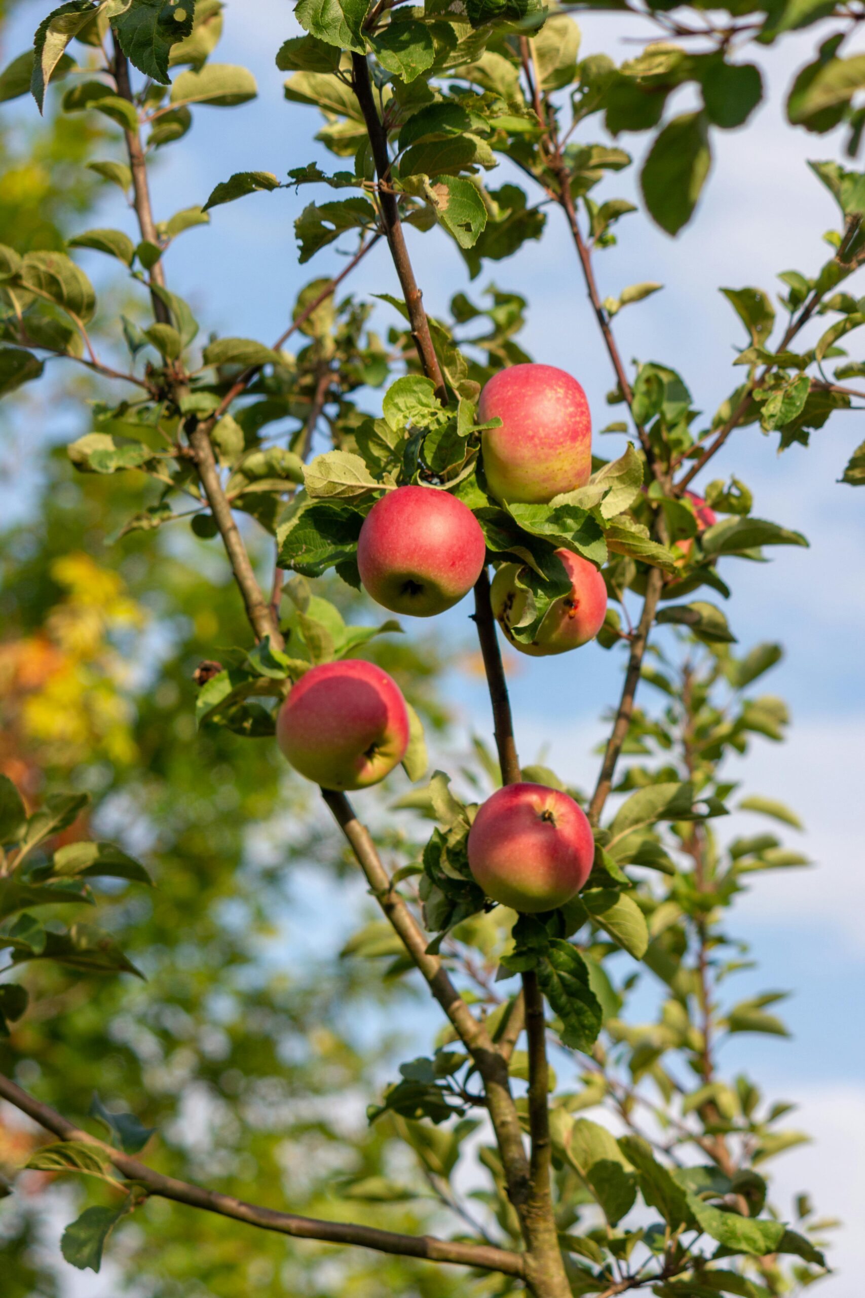 KARIKAR Hybrid Apple Live Plant (Grafted) | Apple Fruit Plant for Hot Climate & Tropical Regions | High Yield Apple Tree for Home Garden, Terrace, Balcony & Farm Plantation