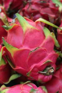 KARIKAR Dragon Fruit Live Plant Hybrid Grafted | High Yield Exotic Fruit Plant for Home Garden, Terrace & Balcony