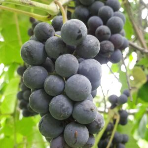 KARIKAR Seedless Sweet Grapes (Angoor) Black Hybrid Grafted Live Plant, Easy to Grow Fruit Plant