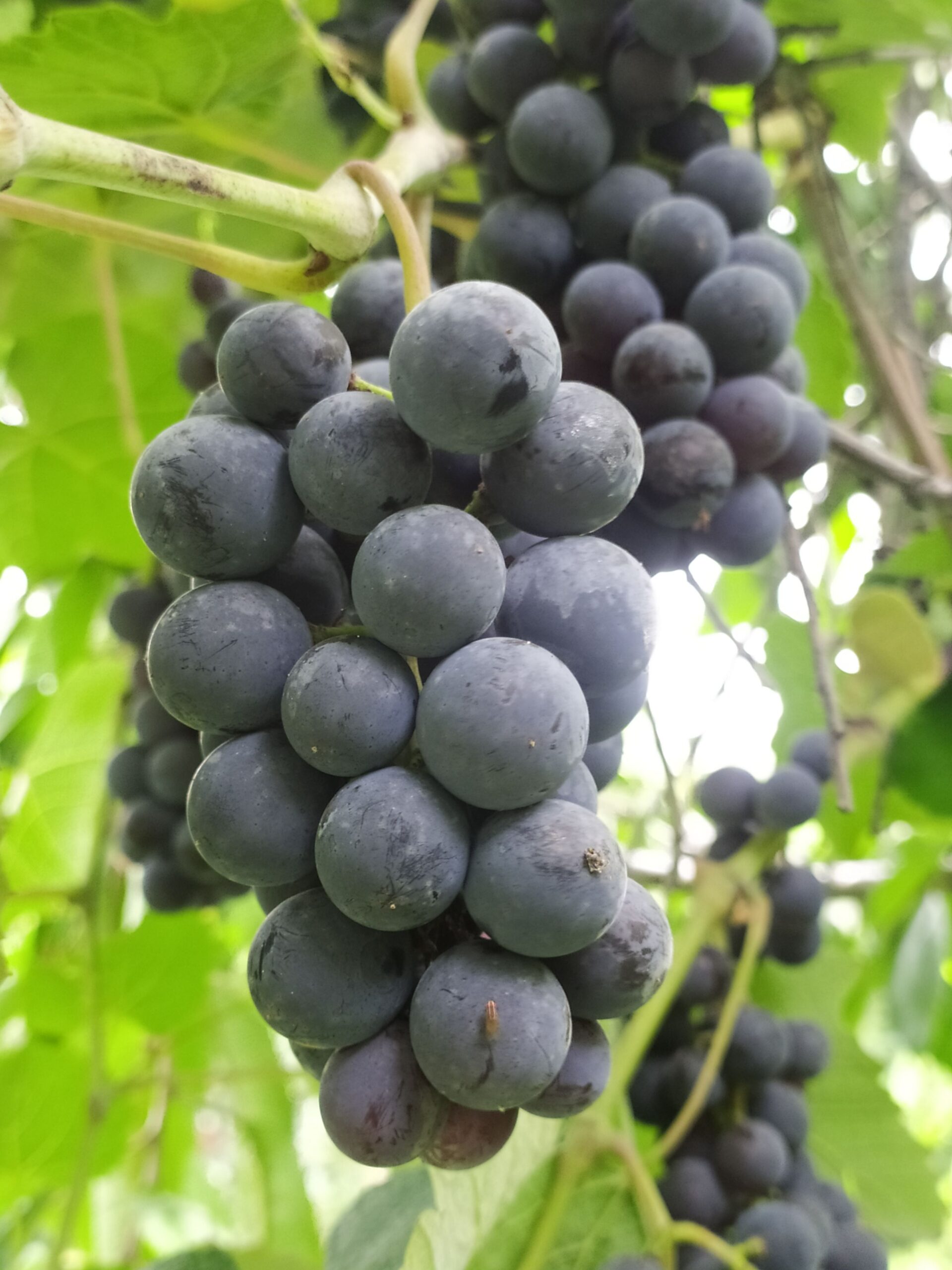 KARIKAR Seedless Sweet Grapes (Angoor) Black Hybrid Grafted Live Plant, Easy to Grow Fruit Plant