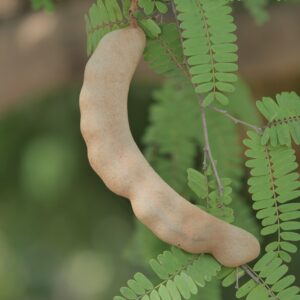KARIKAR Thai Grafted Sweet Red Tamarind Plant, Sweet Imli Tree, Live Fruit Plant, Green