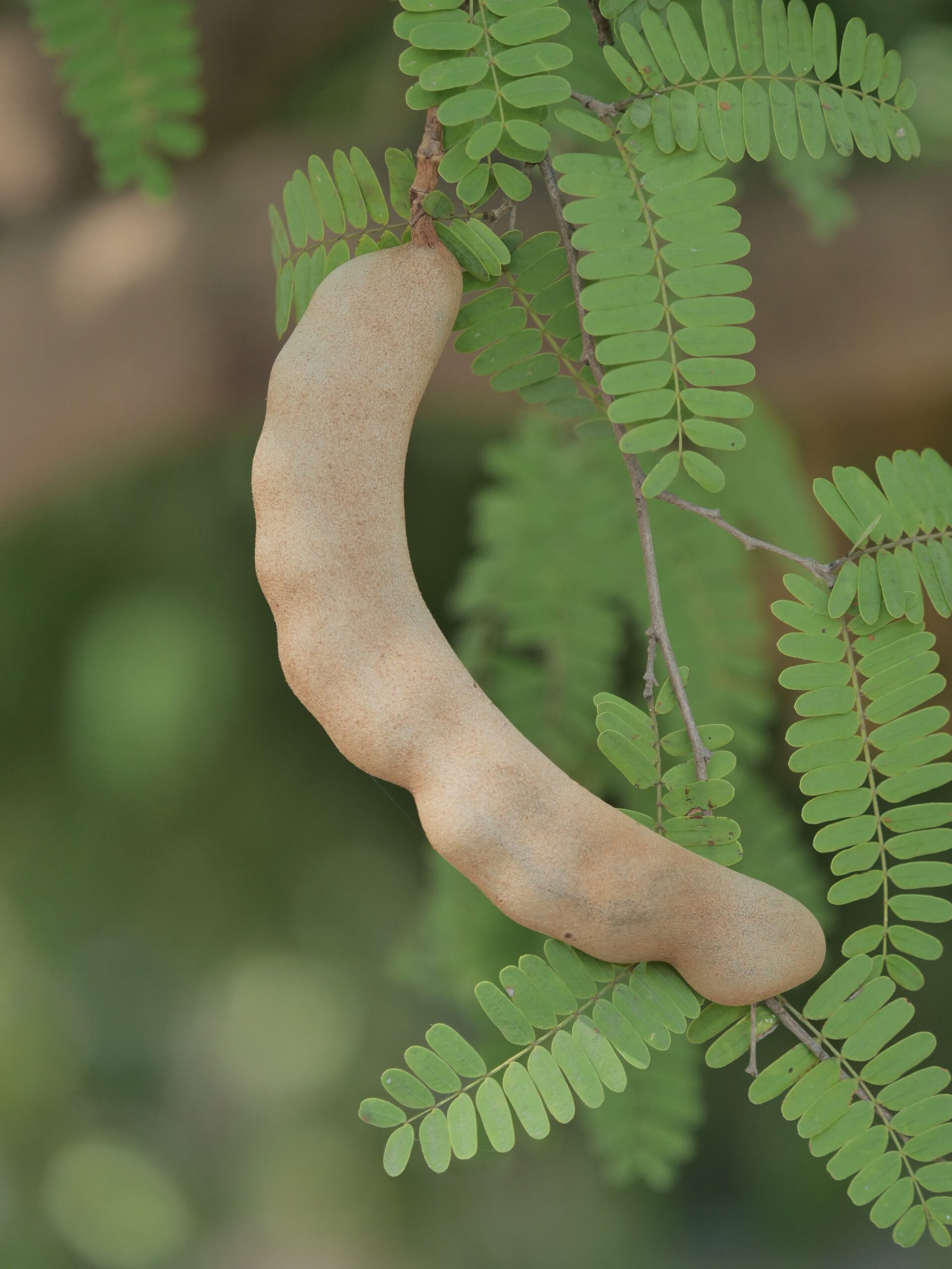 KARIKAR Thai Grafted Sweet Red Tamarind Plant, Sweet Imli Tree, Live Fruit Plant, Green