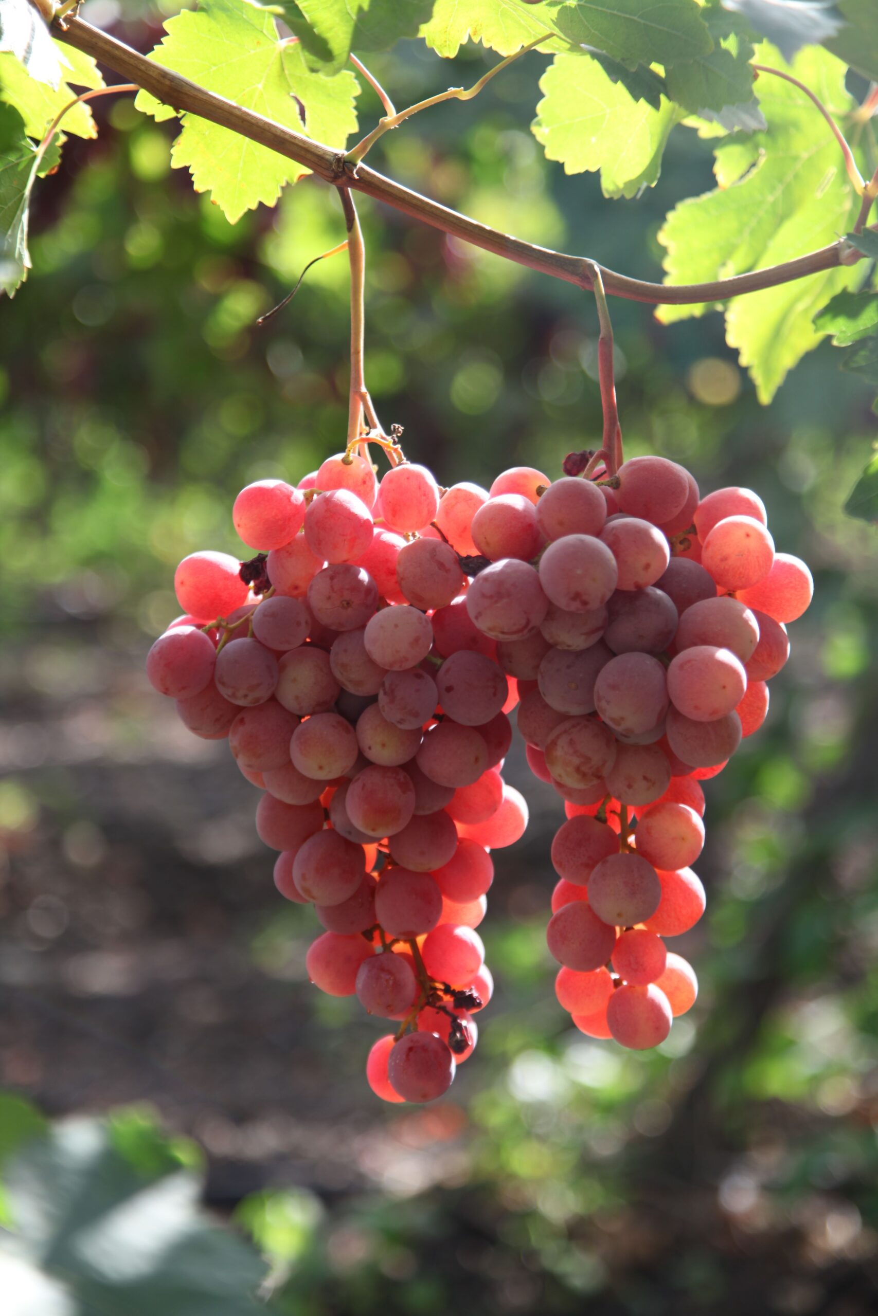 KARIKAR Seedless Sweet Grapes (Angoor) Red Hybrid Grafted Live Plant, Easy to Grow Fruit Plant