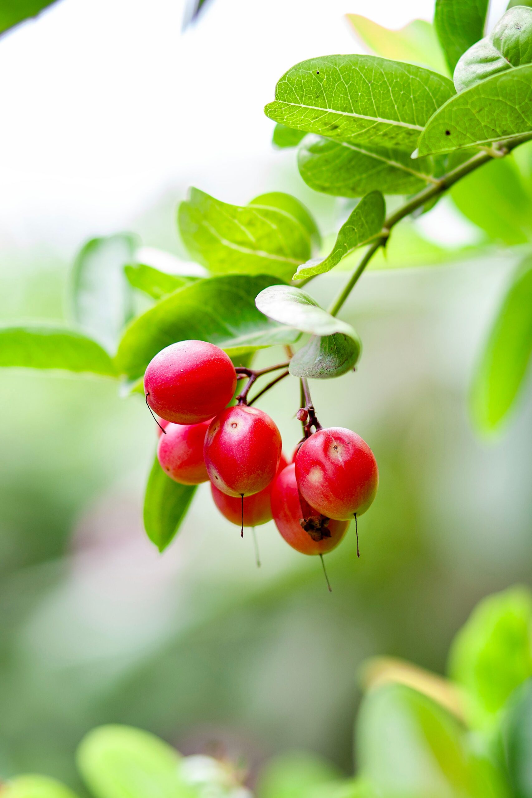 KARIKAR Sweet Karonda Live Plant | Karomcha Fruit Plant | Grafted Evergreen Fruit Shrub for Home Garden & Terrace