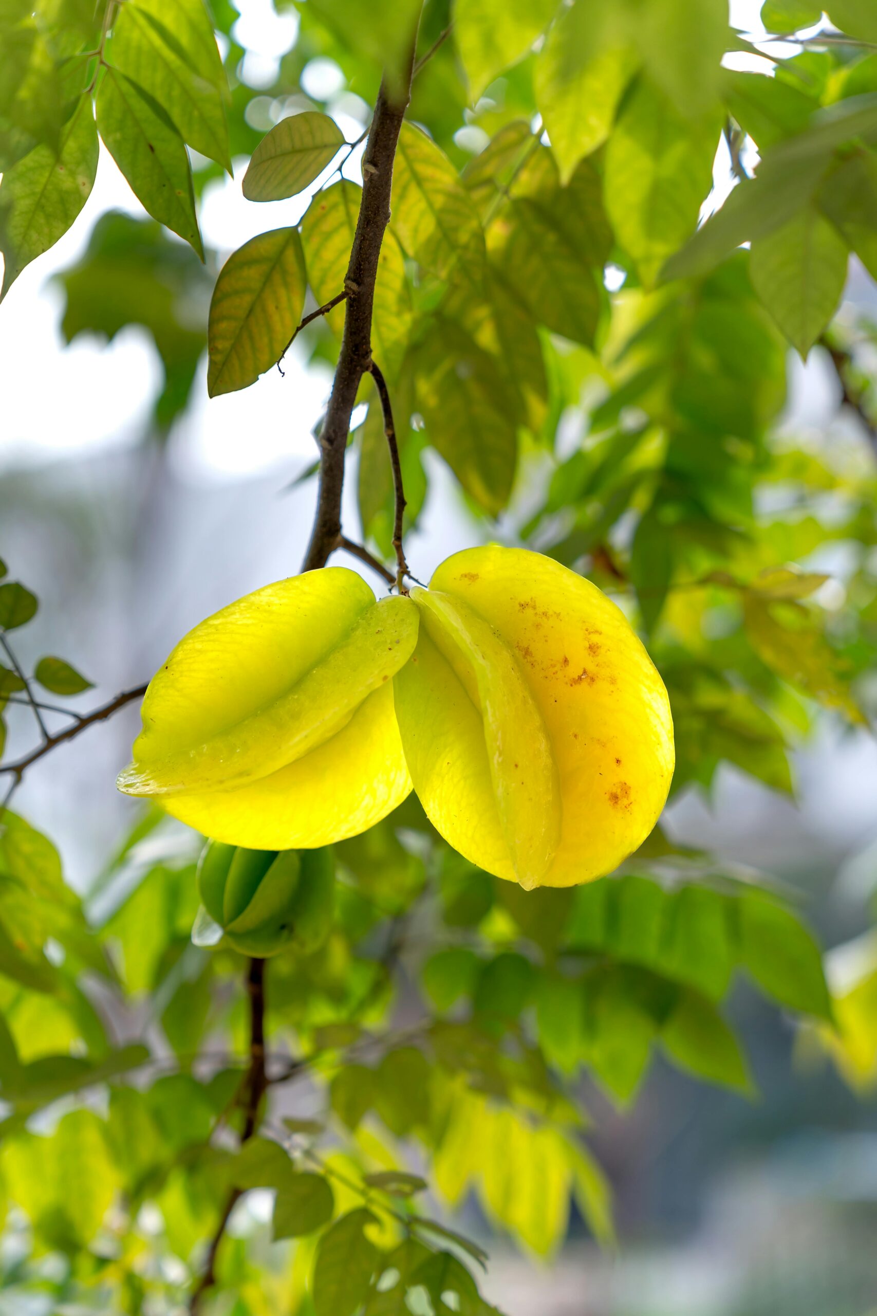 KARIKAR Sweet Red Star Fruit Plant (Kamranga / Star Fruit) Grafted Live Plant β Thailand Variety | All Season Fruiting Plant for Home Garden & Terrace Gardening