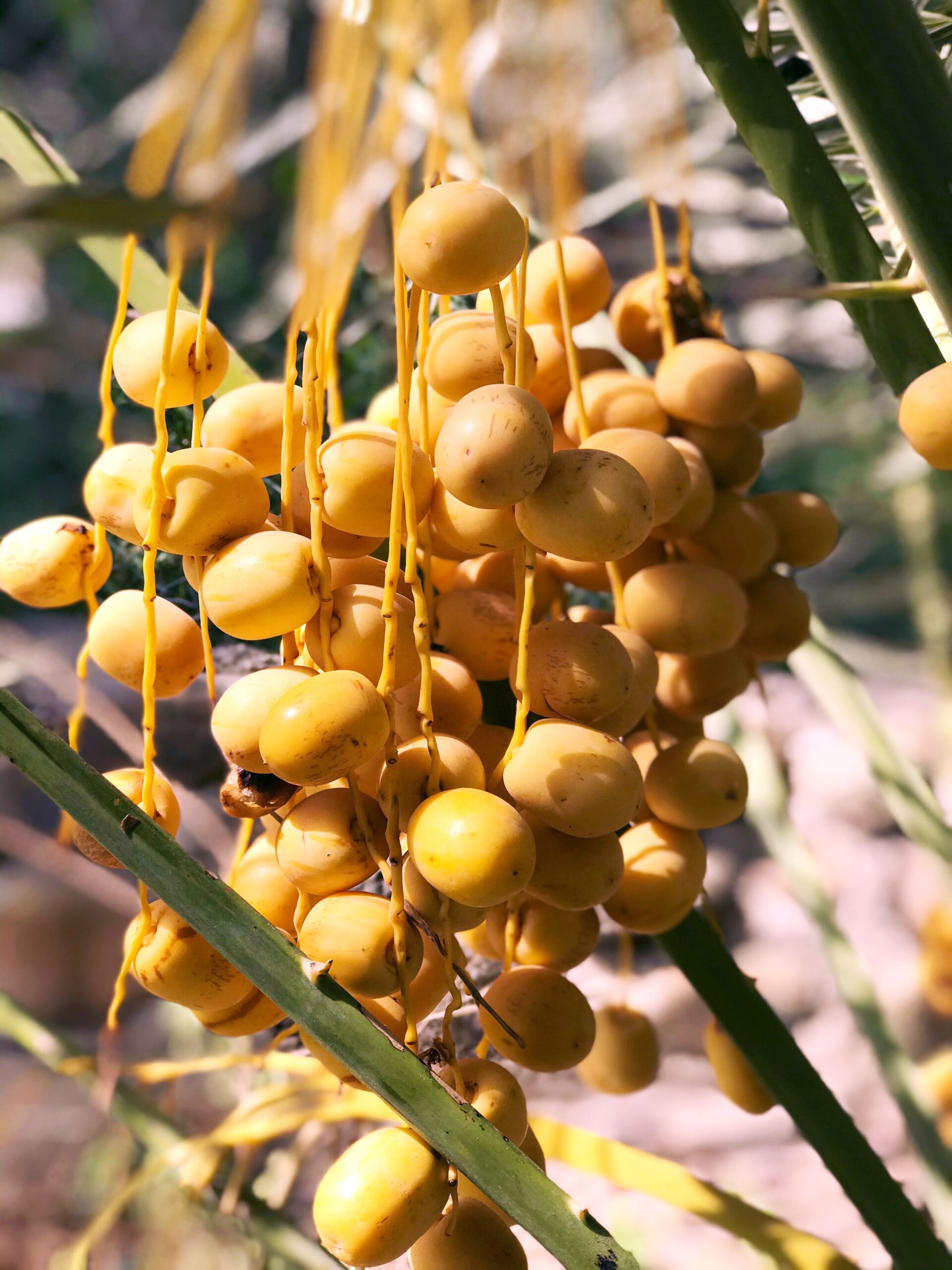 KARIKAR Arabian Live Date Palm Khajur Plant, Fresh Tropical Fruit Bearing Phoenix Dactylifera Tree