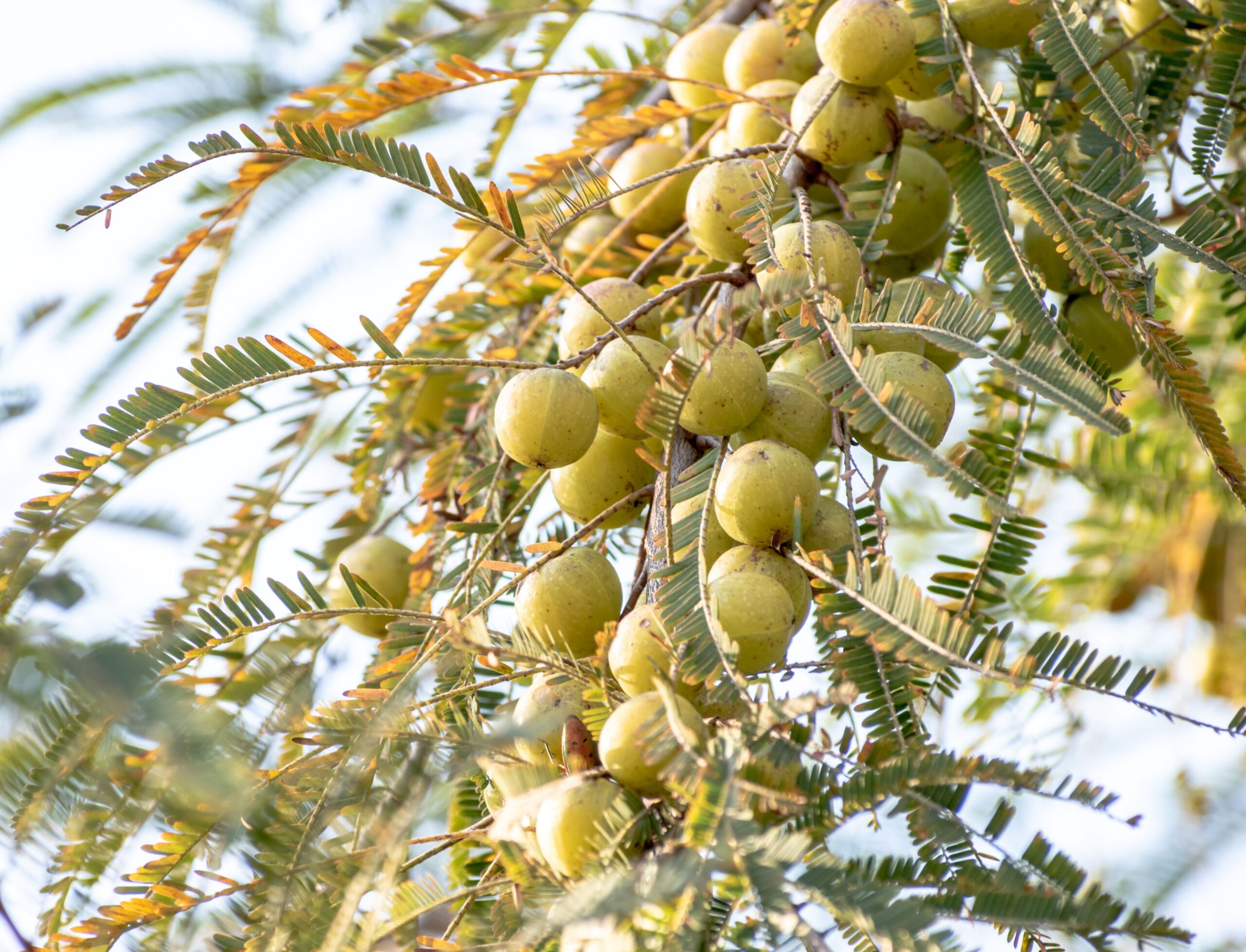 KARIKAR Amla Live Plant (Indian Gooseberry) Fruit Plant for Home Garden, Terrace & Balcony, Healthy Live Sapling