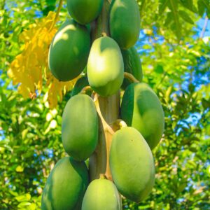KARIKAR RED Papaya Live Plant, Tropical Fruit Tree, Papaya, Ideal for Home Garden