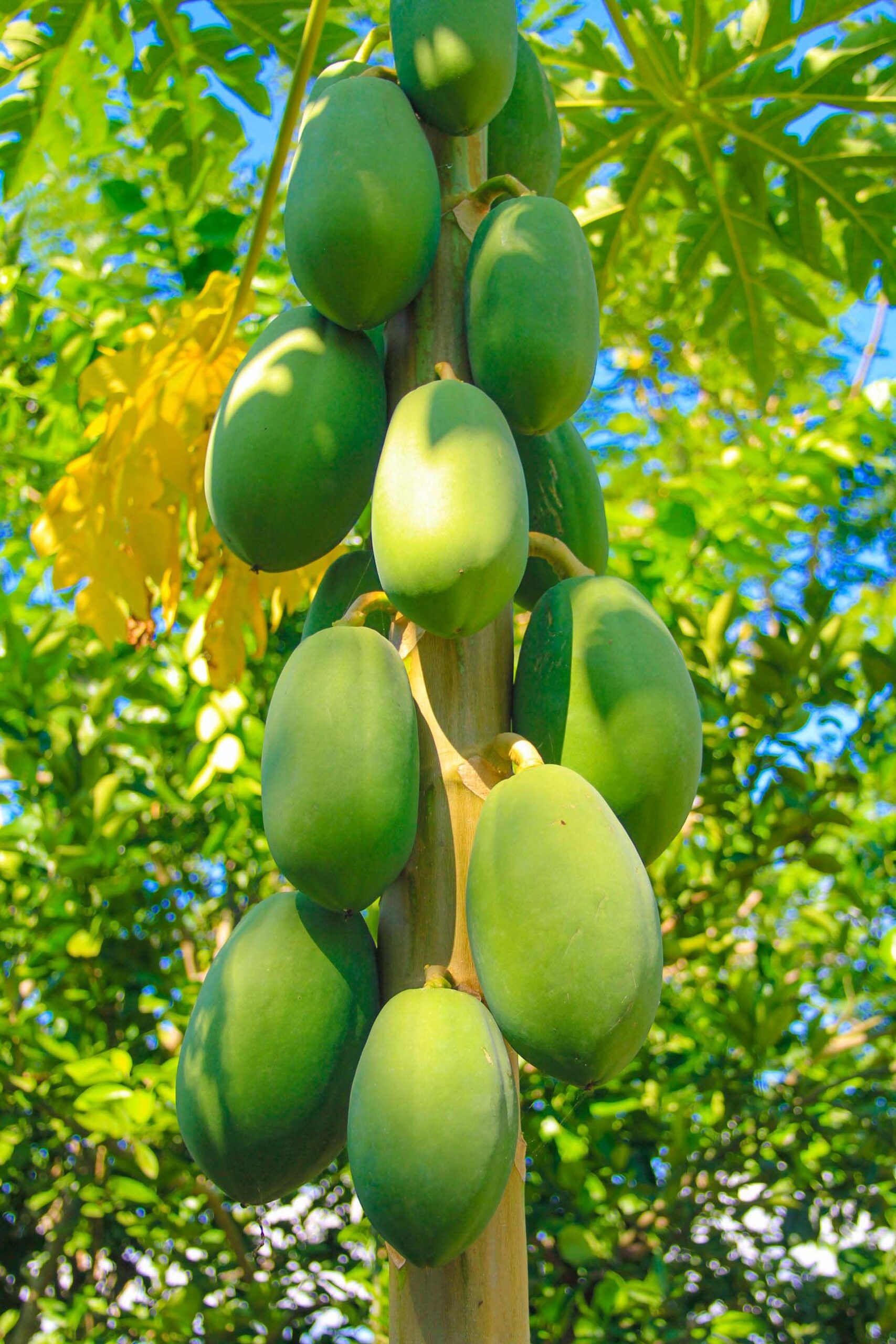 KARIKAR RED Papaya Live Plant, Tropical Fruit Tree, Papaya, Ideal for Home Garden