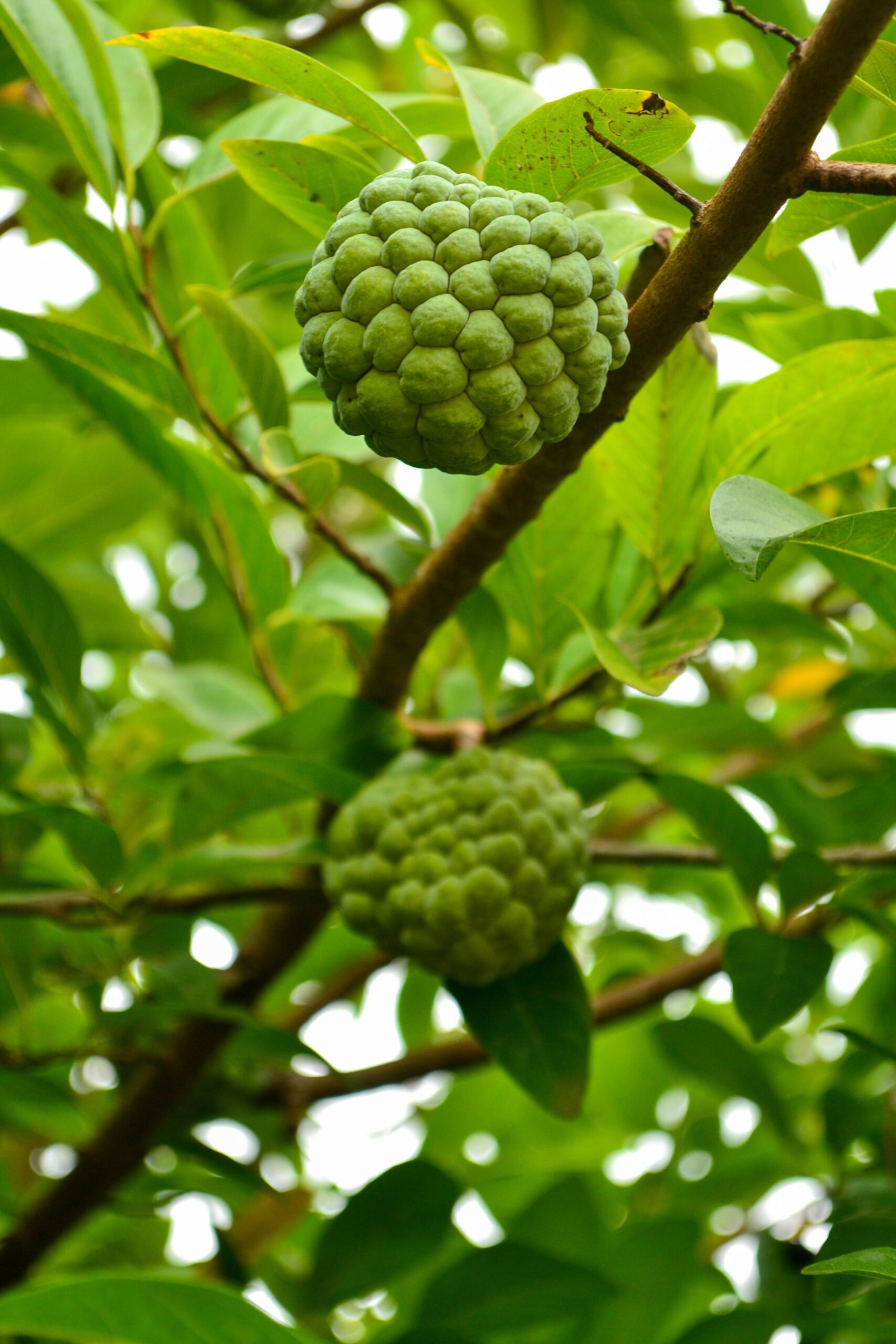 KARIKAR Custard Apple Grafted Plant, Green, Air Purifying, Year-Round Planting, Tropical Fruit Tree
