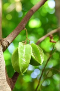 KARIKAR Sweet Red Star Fruit Plant (Kamranga / Star Fruit) Grafted Live Plant β Thailand Variety | All Season Fruiting Plant for Home Garden & Terrace Gardening