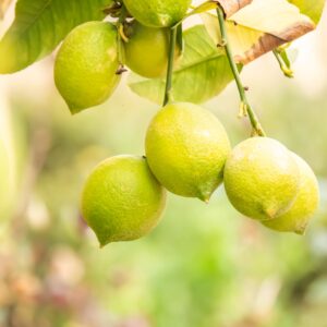KARIKAR SeedLess Lemon Plant, Nimbu Plant, Hybrid Variety, Fresh Citrus Fruit Plant for Home Garden