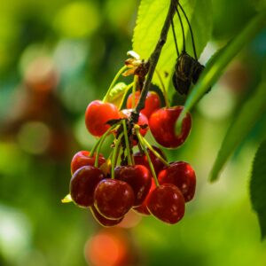 KARIKAR Live Cherry Fruit Plant Hybrid Grafted | Sweet Red Cherry Tree for Home Garden, Terrace & Balcony