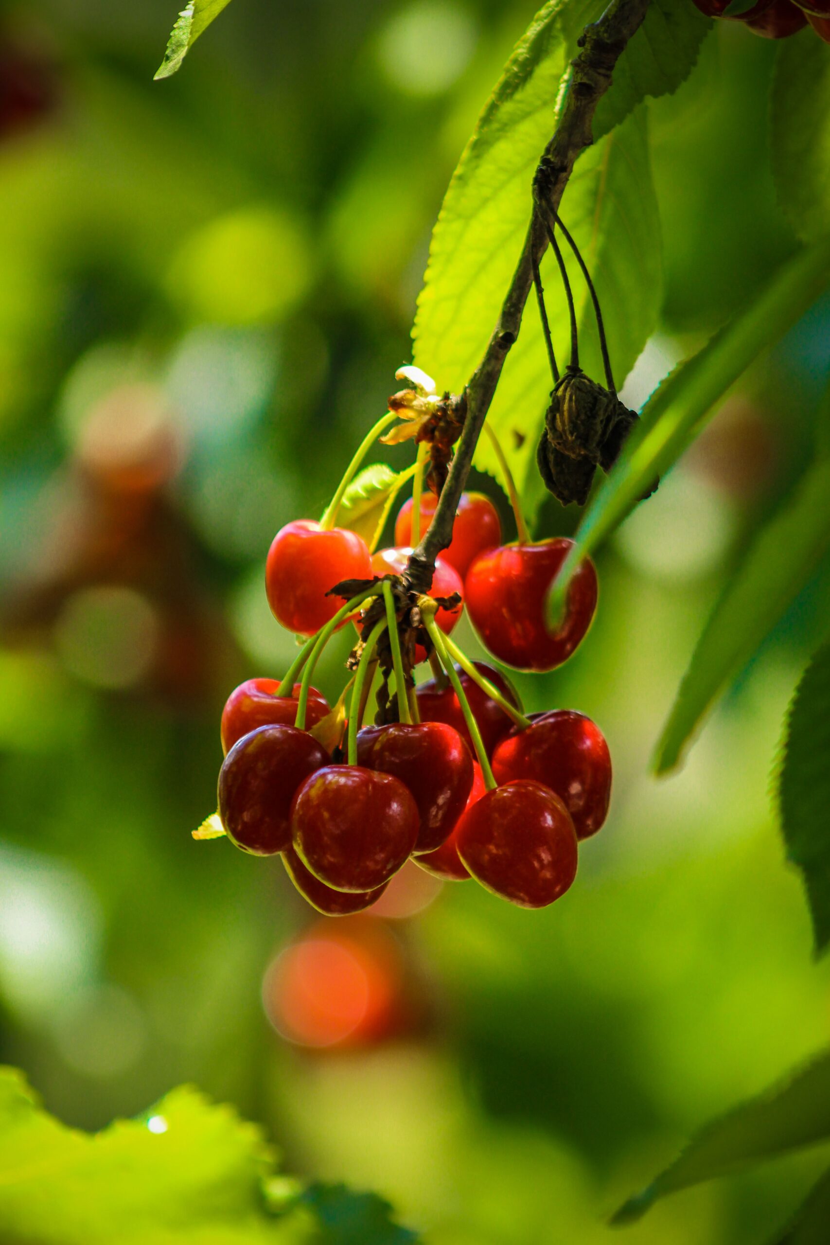 KARIKAR Live Cherry Fruit Plant Hybrid Grafted | Sweet Red Cherry Tree for Home Garden, Terrace & Balcony