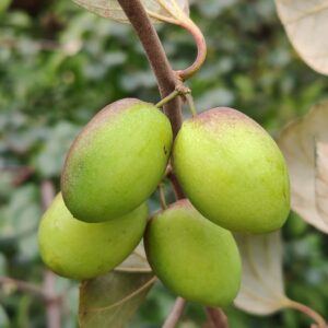 KARIKAR Kul Fruit Live Plant, Indian Jujube Ber Fruit Tree, Desert Apple, Sweet Jujube for Home Garden, Terrace & Balcony