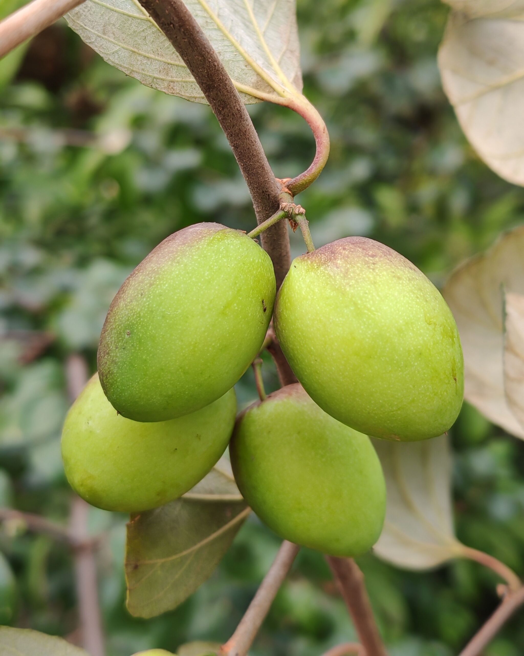 KARIKAR Kul Fruit Live Plant, Indian Jujube Ber Fruit Tree, Desert Apple, Sweet Jujube for Home Garden, Terrace & Balcony