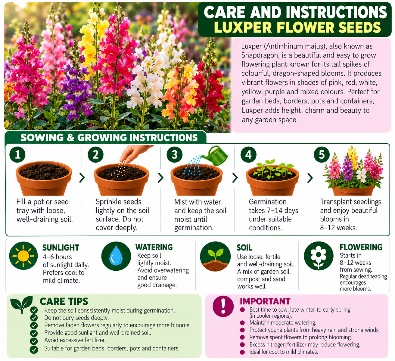 KARIKAR® Luxper Flower Seeds for Home Garden, Colorful Luxper Flowering Plants -30 Grams Seeds - Image 3