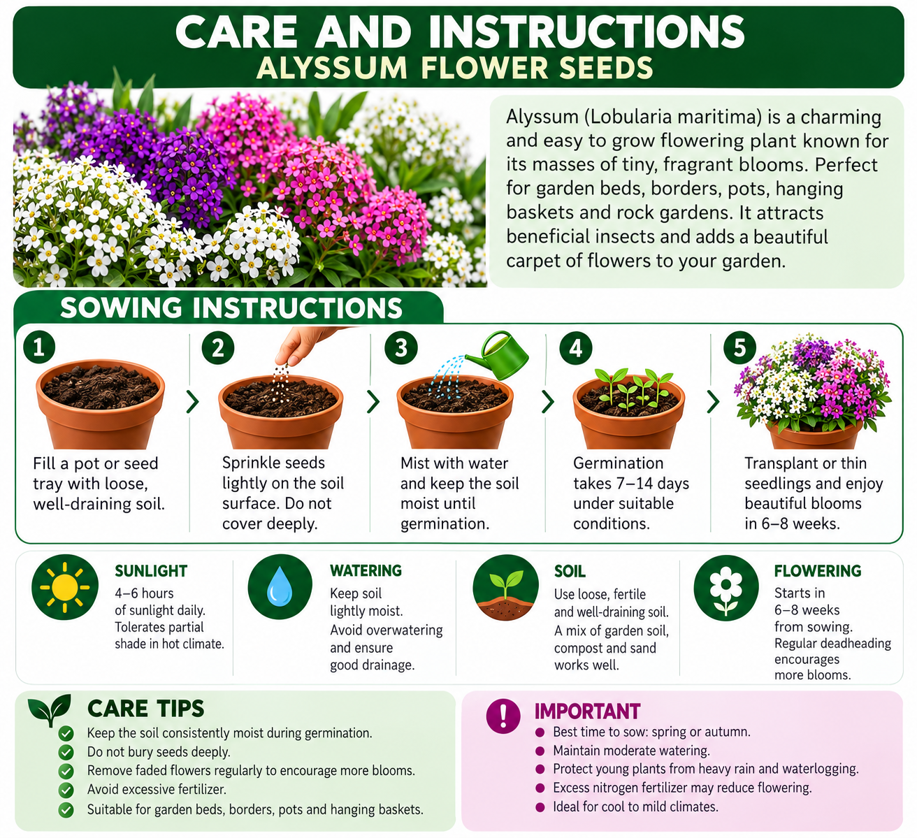 KARIKAR® Alyssum Flower Seeds for Home Garden, Beautiful Fragrant Flowering Plants for Pots, Terrace 30 Grams Seeds - Image 3