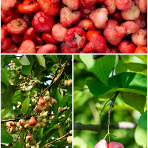 KARIKAR Pink Rose Apple Live Fruit Plant – Wax Apple / Water Apple Tree for Home Garden & Terrace