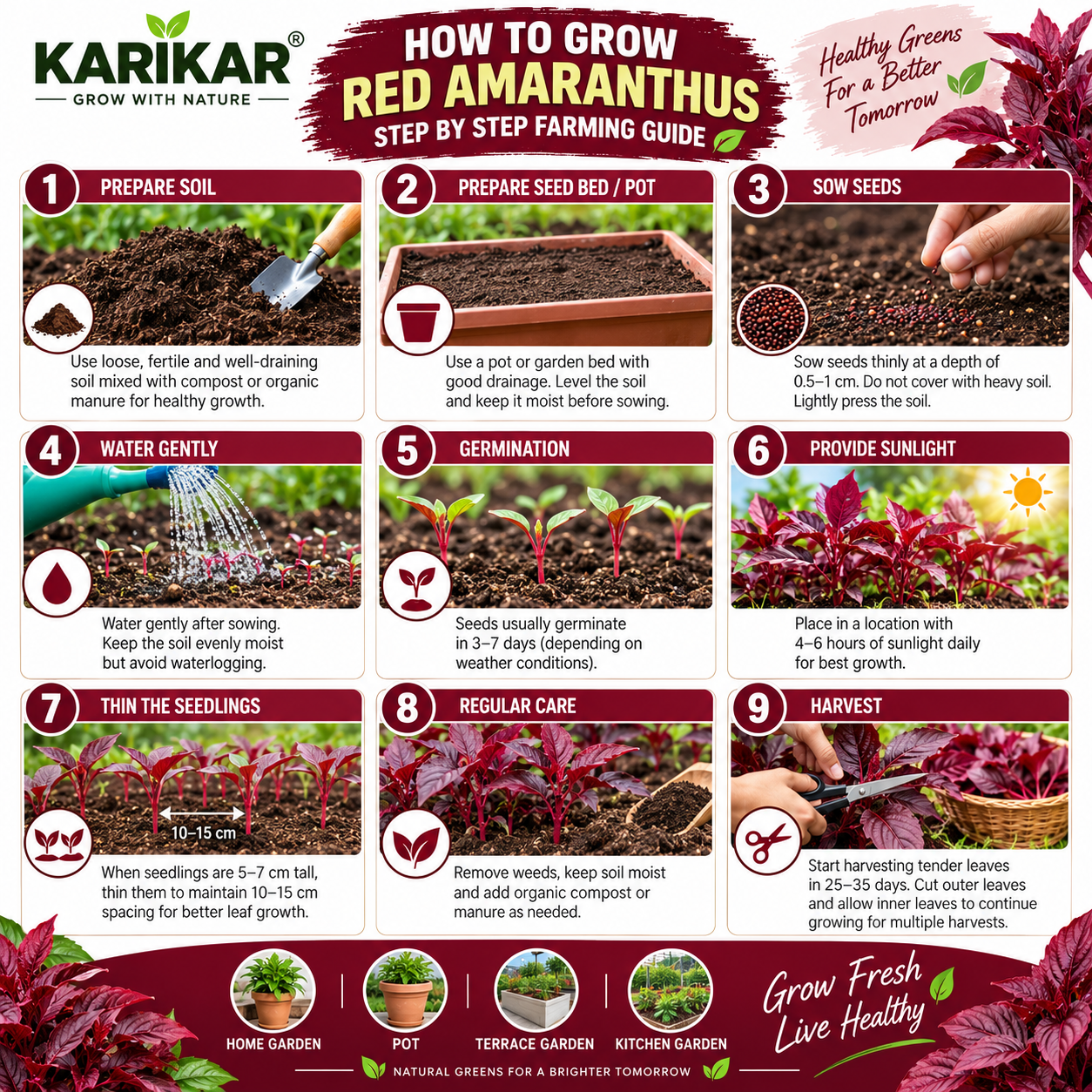 KARIKAR Red Amaranthus Seeds for Home Garden | Premium Leafy Vegetable Seeds | High Germination 50+seeds - Image 3