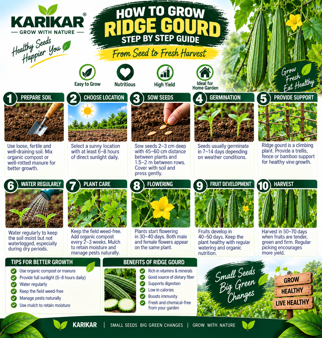 KARIKAR Ridge Gourd Vegetable Seeds for Home Garden, Kitchen Garden & Terrace | Turai Vegetable Seeds for Pots & Containers | High Germination 50+Seeds - Image 3