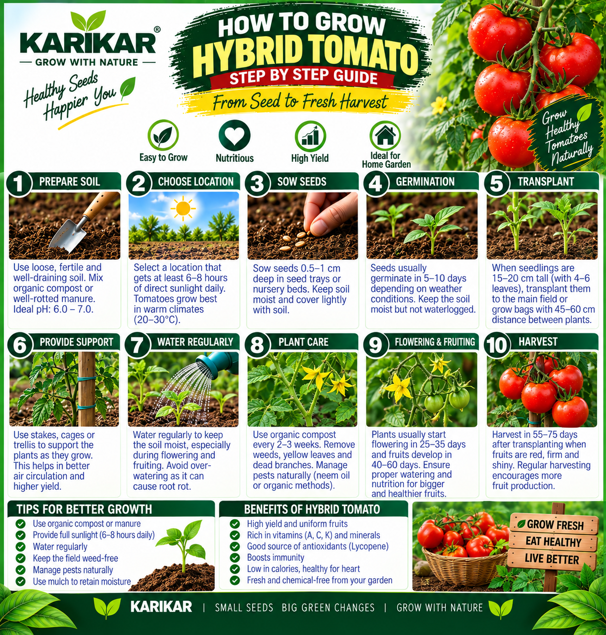 KARIKAR Hybrid Tomato Seeds for Home Garden | Premium Hybrid Tomato Vegetable Seeds | High Germination 50+ Seeds - Image 3