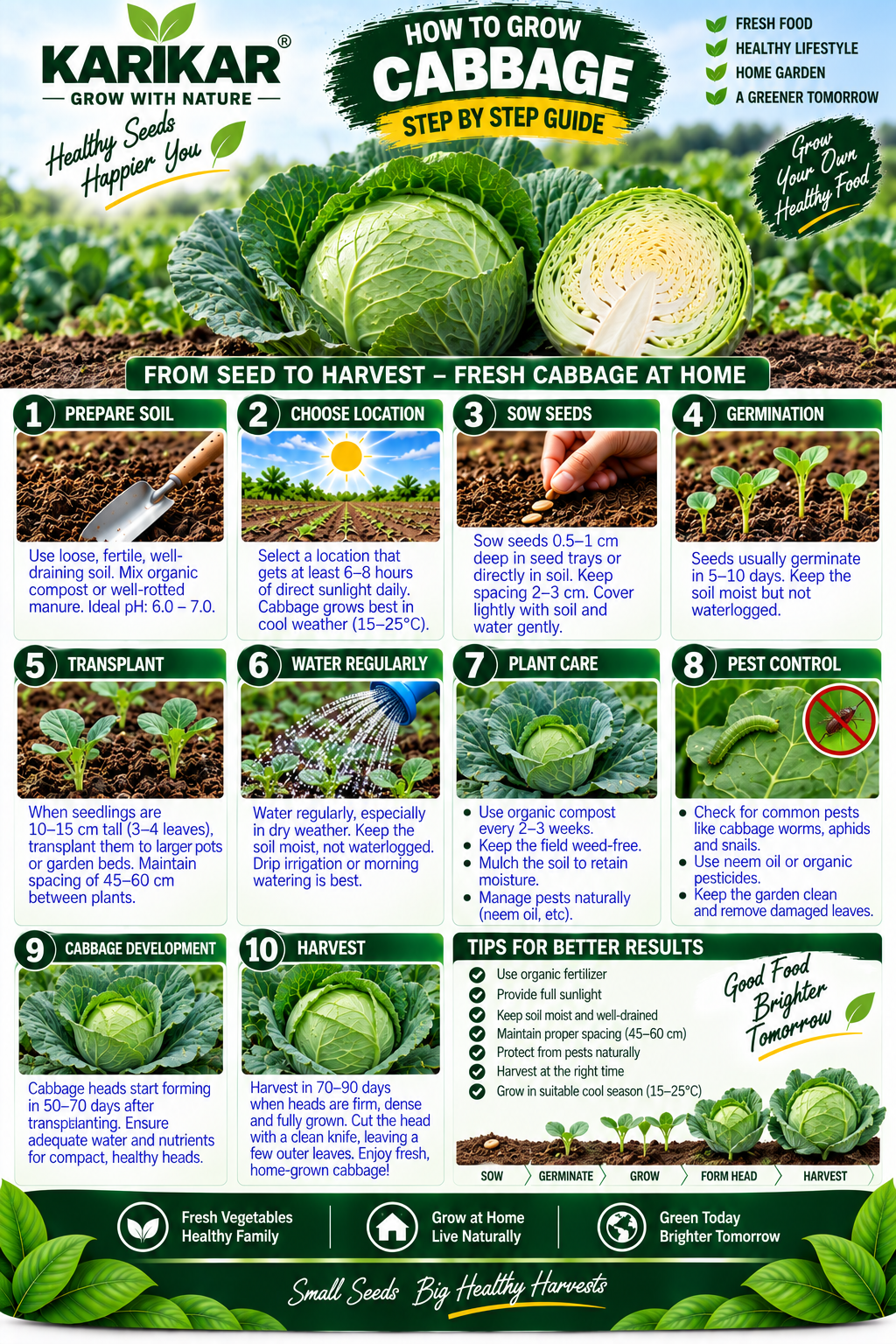 KARIKAR Cabbage Seeds for Home Garden | Premium Cabbage Vegetable Seeds | High Germination 50+ Seeds - Image 3