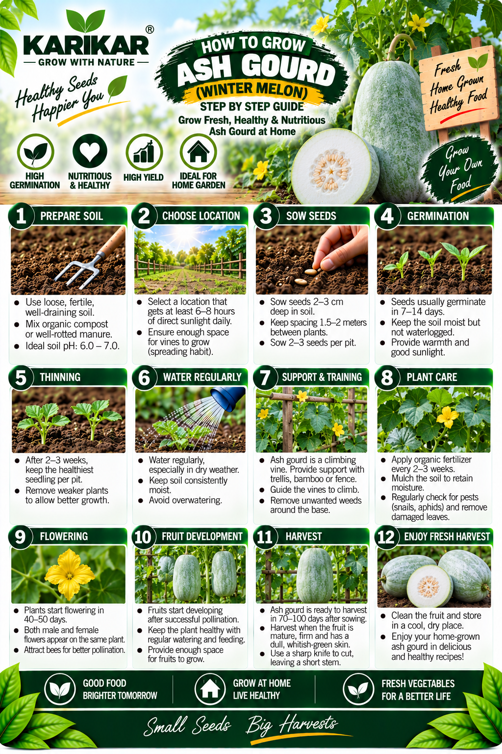 KARIKAR Ash Gourd Seeds for Home Garden | Premium Winter Melon Seeds | High Germination 50+Seeds - Image 3