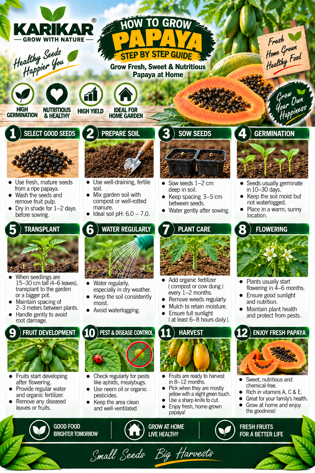 KARIKAR Papaya Seeds for Home Garden | Premium Papaya Seeds | High Germination 50 +Seeds - Image 3