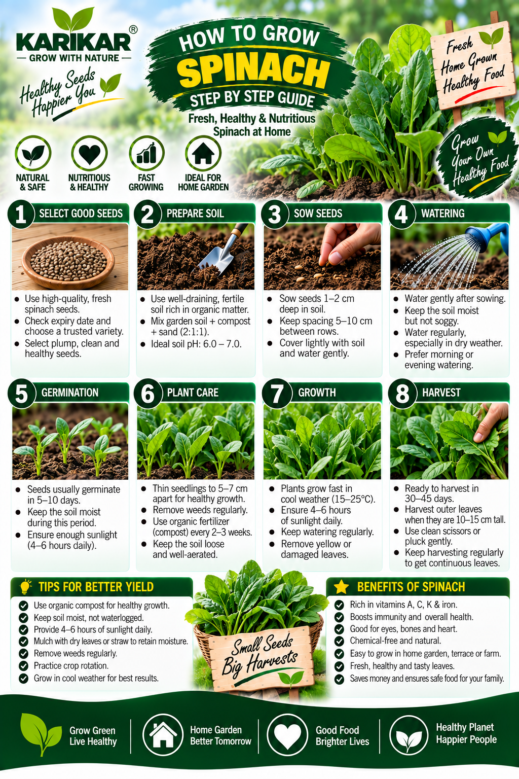 KARIKAR Spinach Seeds for Home Garden, Kitchen Garden & Terrace | Leafy Green Vegetable Seeds for Pots & Containers | High Germination 50+ Seeds - Image 3