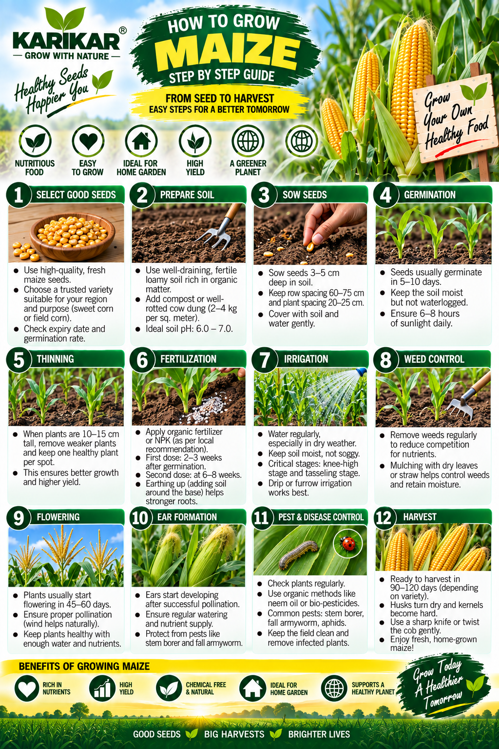 KARIKAR Maize Seeds for Home Garden | Premium Corn Seeds | High Germination 50 grams