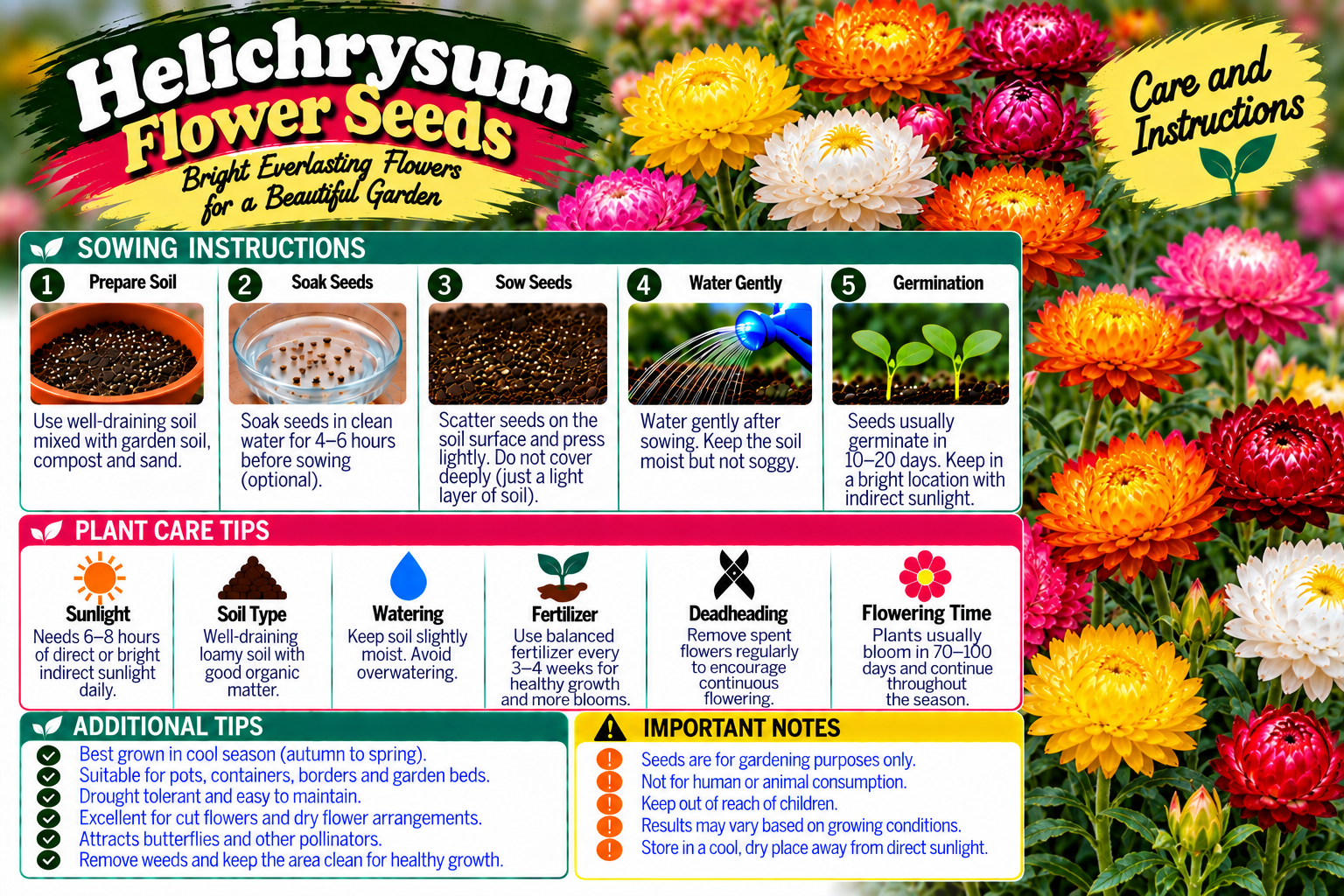 KARIKAR® Helichrysum Flower Seeds for Home Garden, Colorful Strawflower Plants -30 Grams Seeds - Image 3