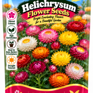 KARIKAR® Helichrysum Flower Seeds for Home Garden, Colorful Strawflower Plants -30 Grams Seeds