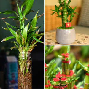 KARIKAR Lucky Bamboo Grafted Live Fern Plant for Home Indoor, Office, Tabletop