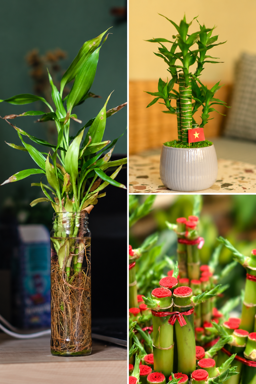 KARIKAR Lucky Bamboo Grafted Live Fern Plant for Home Indoor, Office, Tabletop
