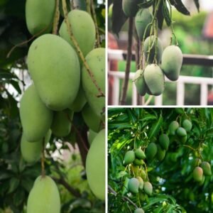 KARIKAR Thai All Time/Baramasi Mango Grafted Live Plant – Healthy Mango Tree for Home Garden