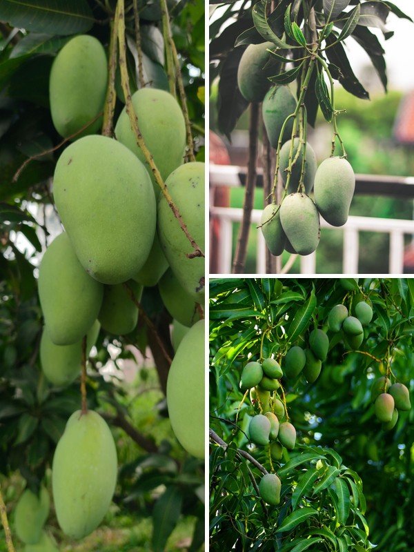 KARIKAR Thai All Time/Baramasi Mango Grafted Live Plant – Healthy Mango Tree for Home Garden