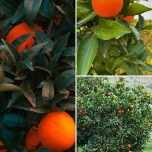 KARIKAR Malta Orange Grafted Live Fruit Plant – Healthy Orange Tree Plant for Home Garden