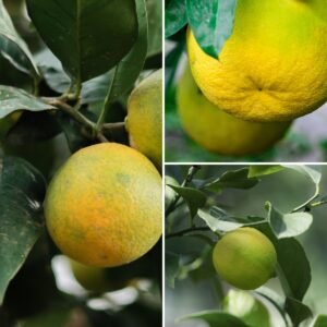 KARIKAR Mosambi Grafted Live Fruit Plant – Healthy Mosambi Tree Plant for Home Garden