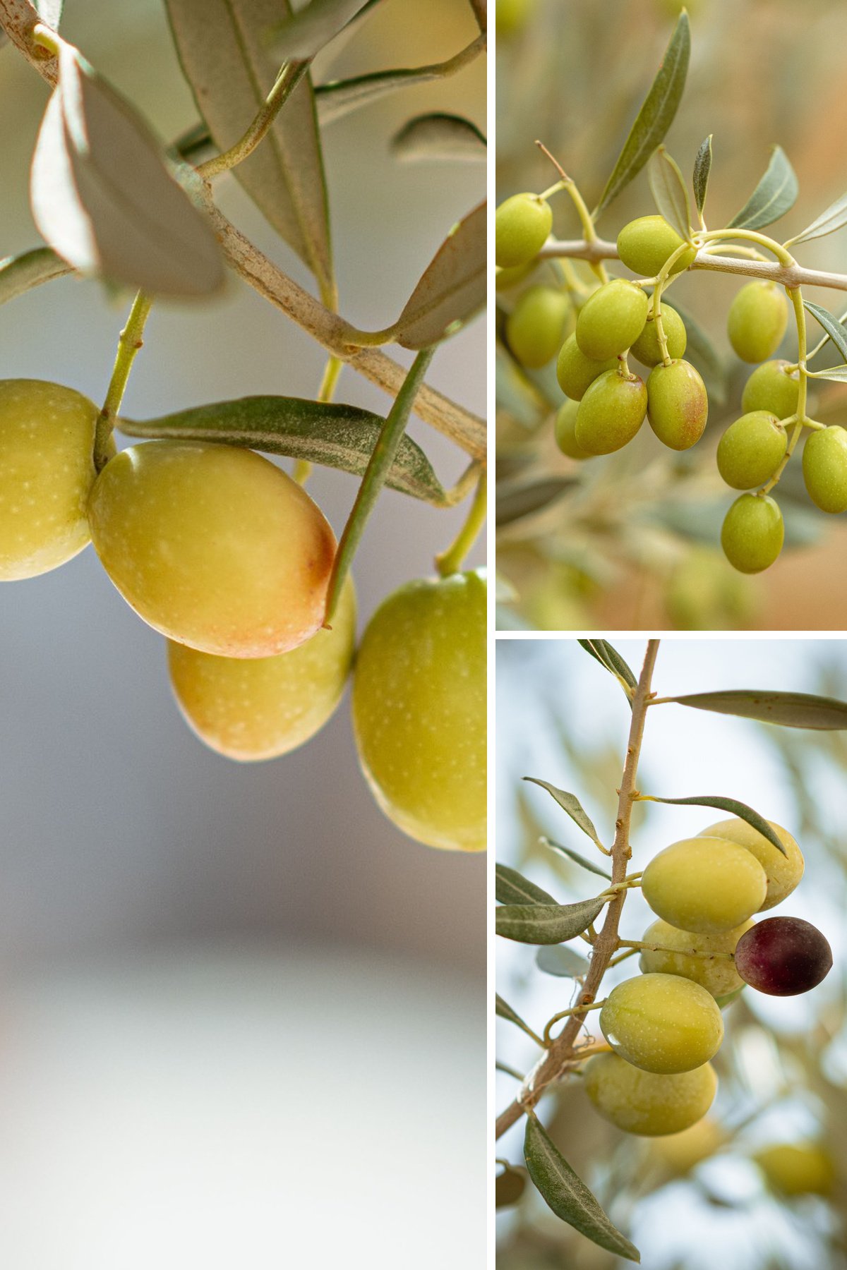 KARIKAR All Time Indian Olive Grafted Live Plant for Home Garden