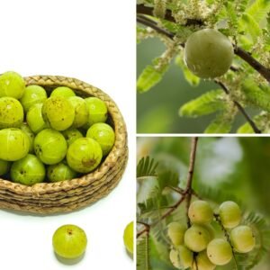 KARIKAR White Amla Grafted Live Plant, Healthy Amla Plant for Home Garden,
